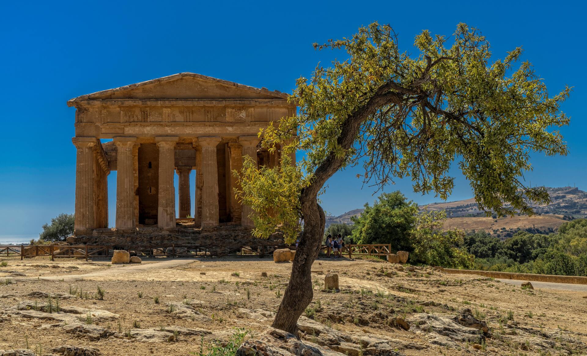 Asheville tree hazradous