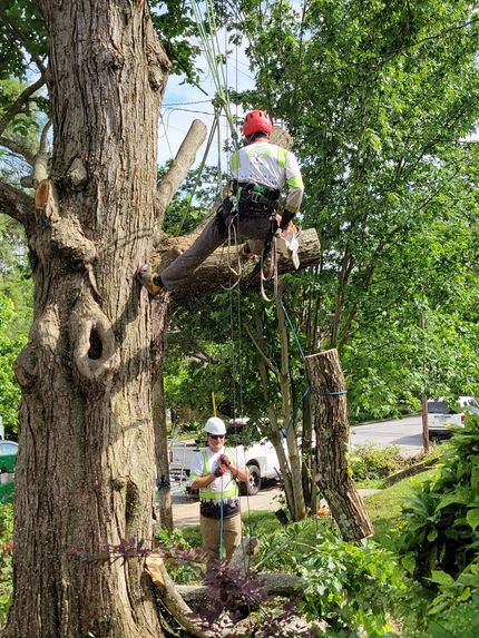 Tree Service | Tree Removal | Hendersonville & Asheville, NC | AVL Tree Men