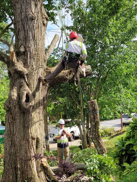 tree service asheville