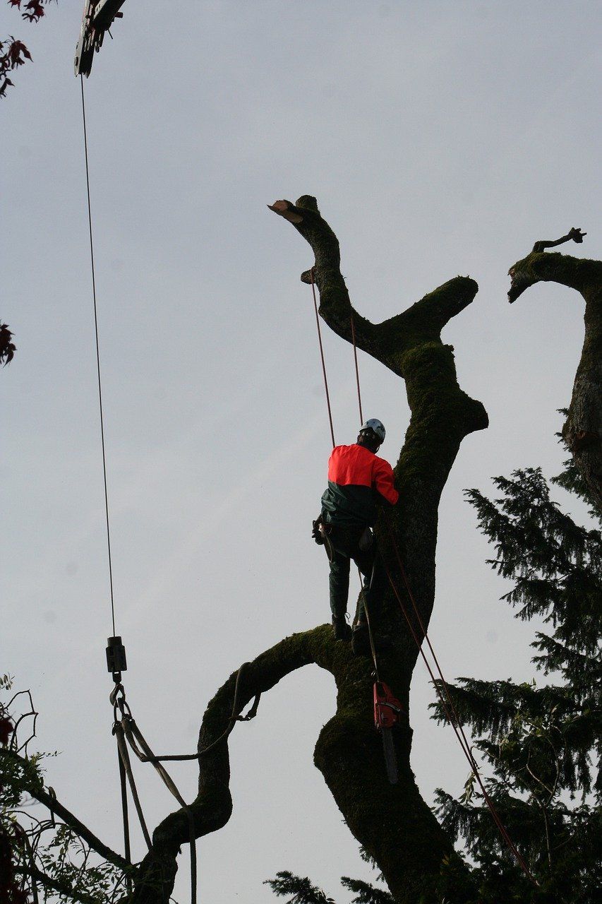 RESIDENTIAL TREE SERVICES IN ASHEVILLE