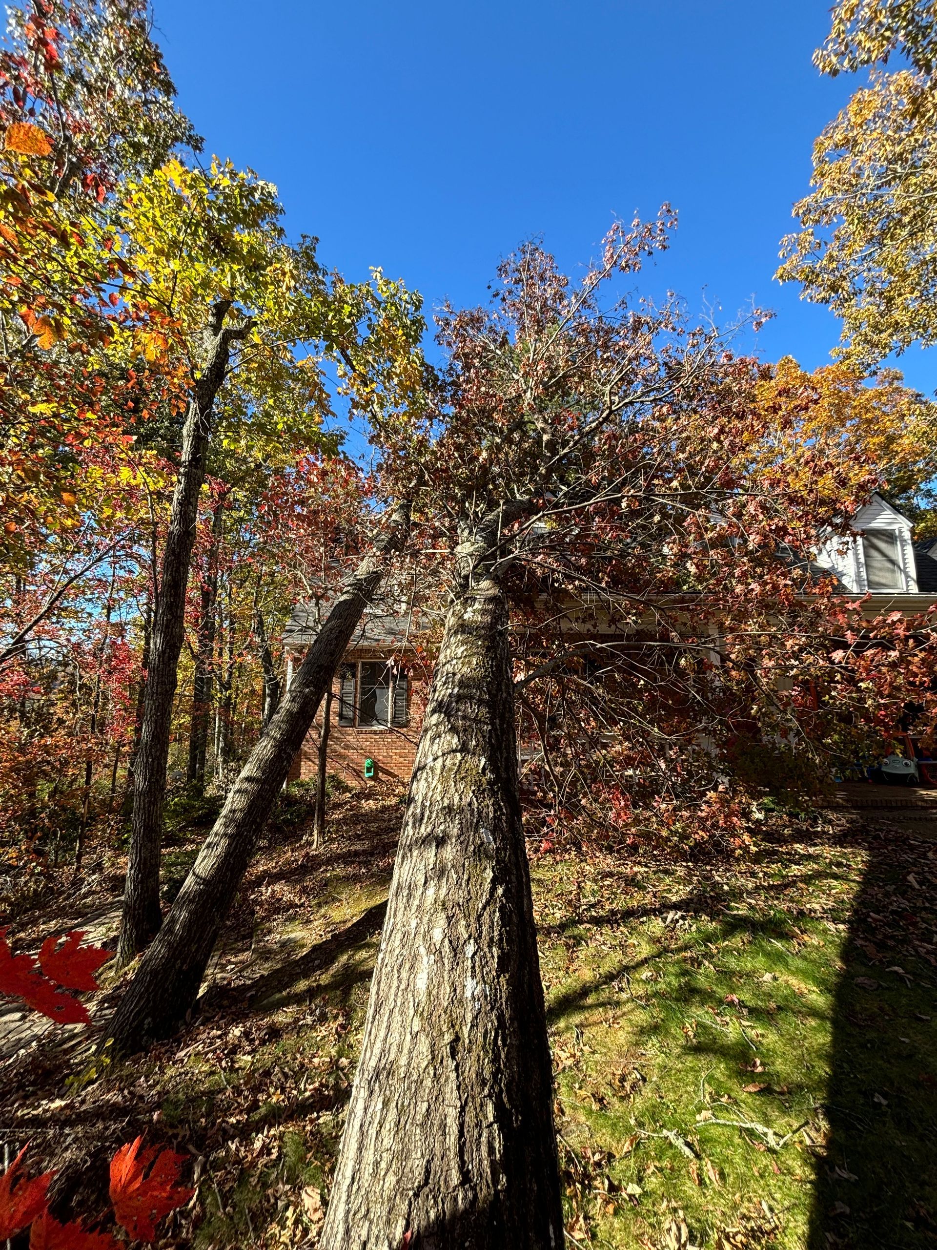 tree service emergency in Asheville