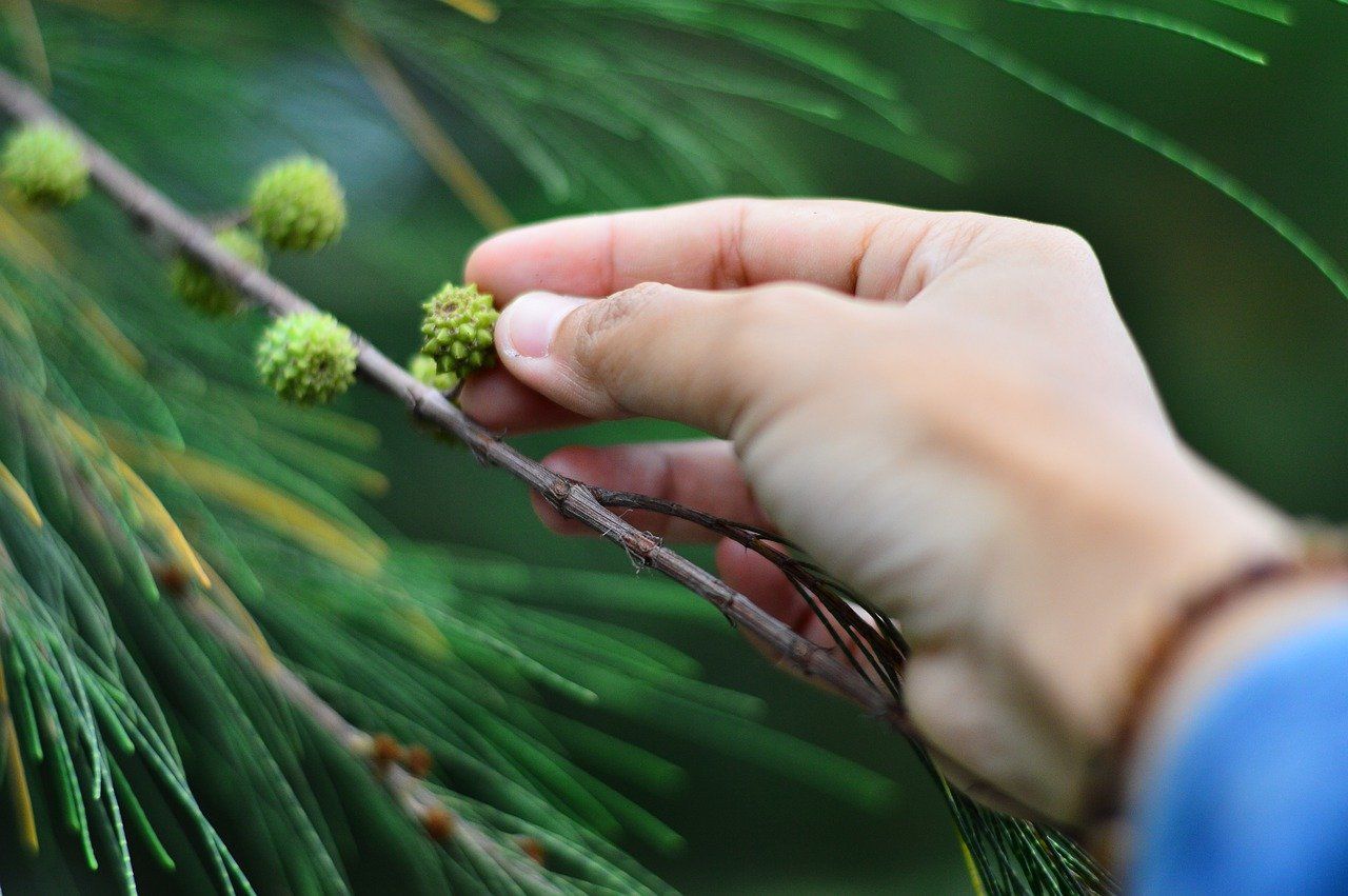 asheville tree trimming