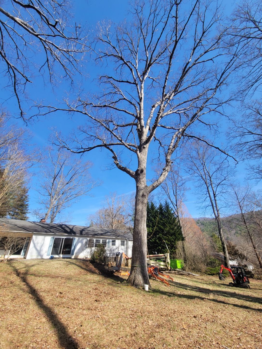 Large white oak removal in east Asheville