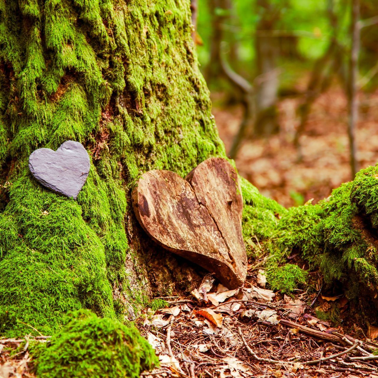 A slate-gray stone heart and a wooden heart shape nestled against a vibrant, moss-covered tree trunk in a forest.