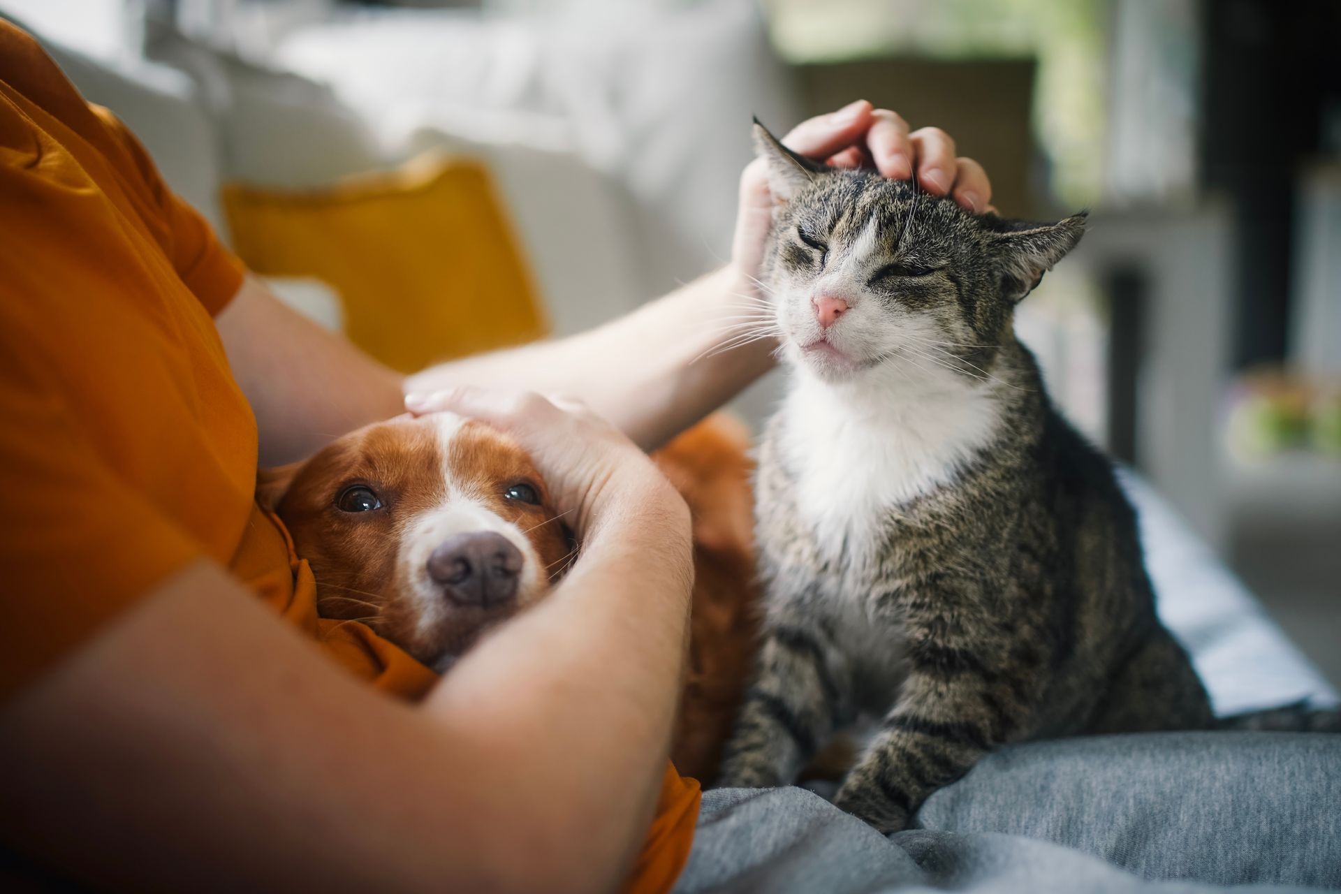 A person in an orange shirt cuddles a brown dog while petting a tabby cat sitting on a couch.