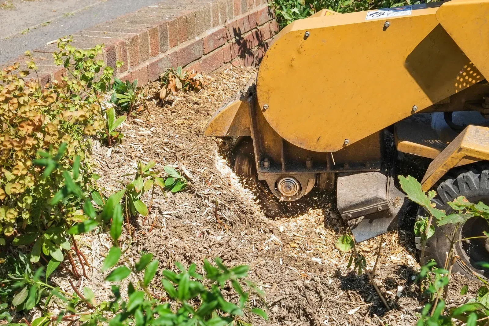 A stump grinder is cutting a tree stump in a garden.