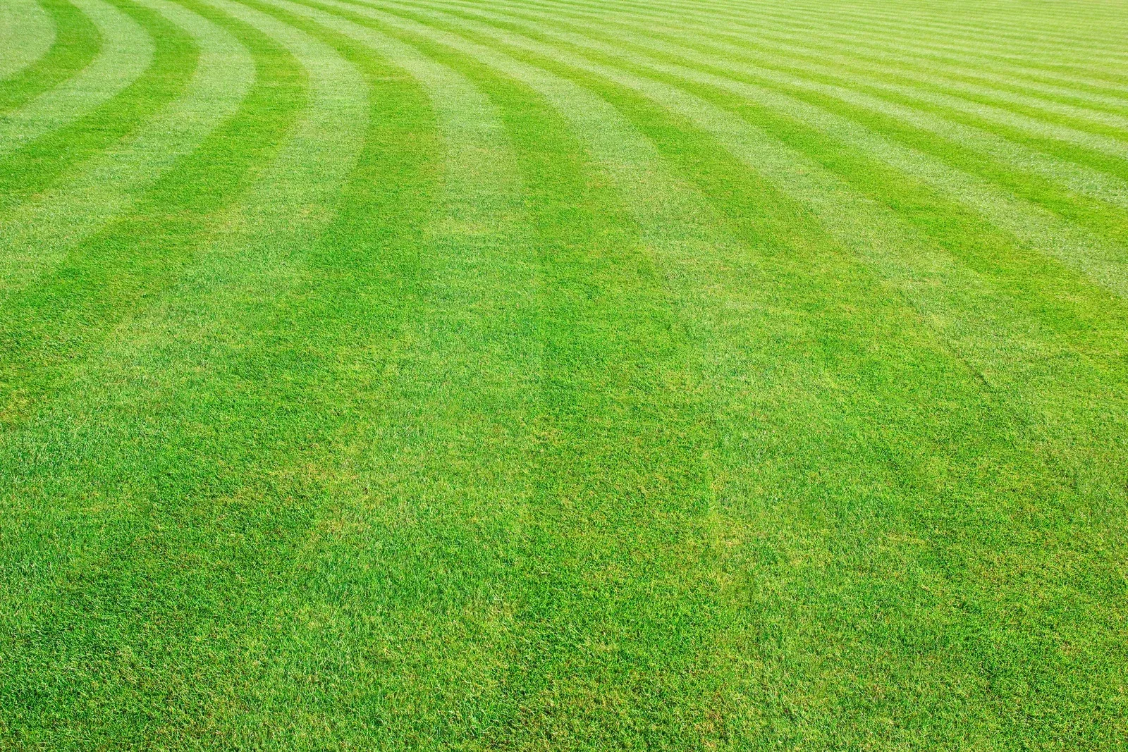 A close up of a lush green lawn with striped grass.