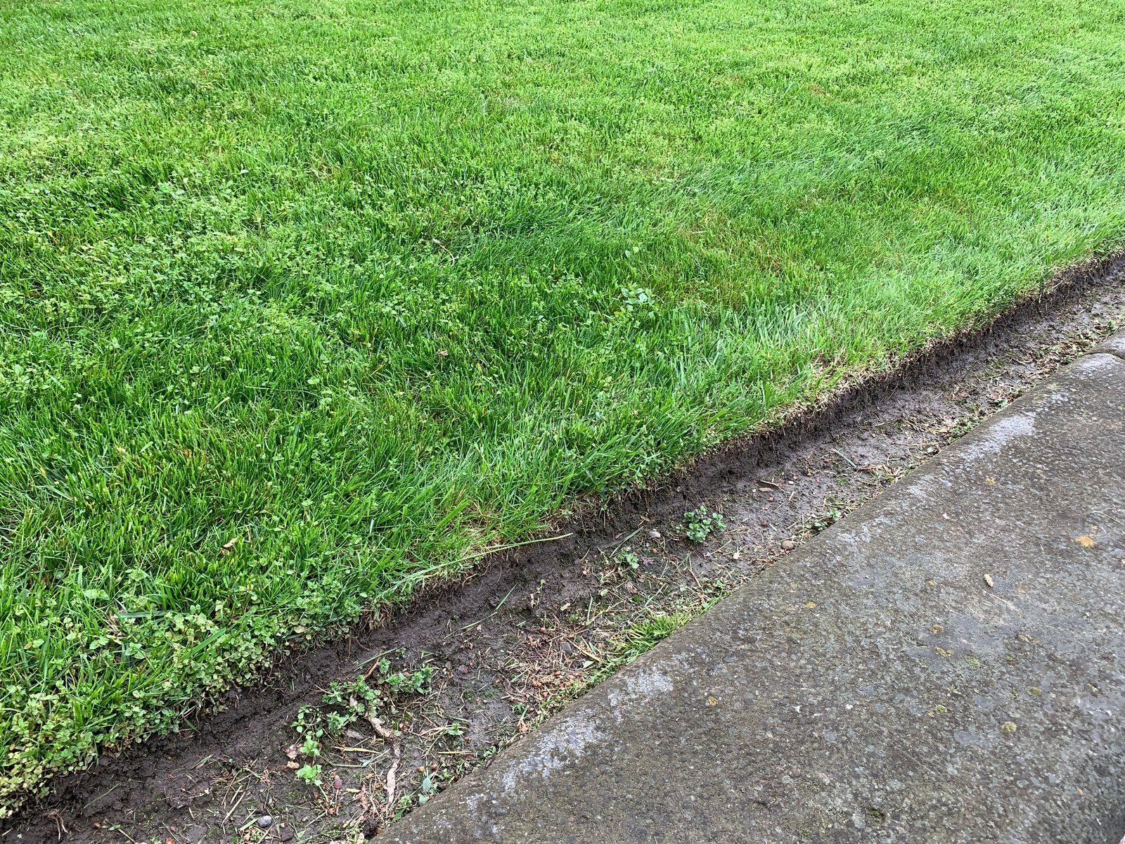 A lawn next to a sidewalk with a concrete curb.