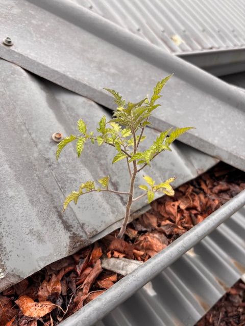 House with clean roof  — Gutter Cleaning In Shoalhaven, NSW