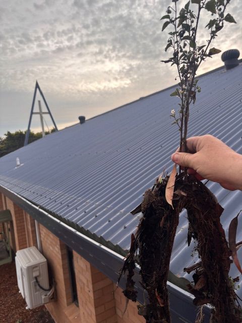 Man Taking Dirt Out of Gutter — Handyman in Ulladulla, NSW