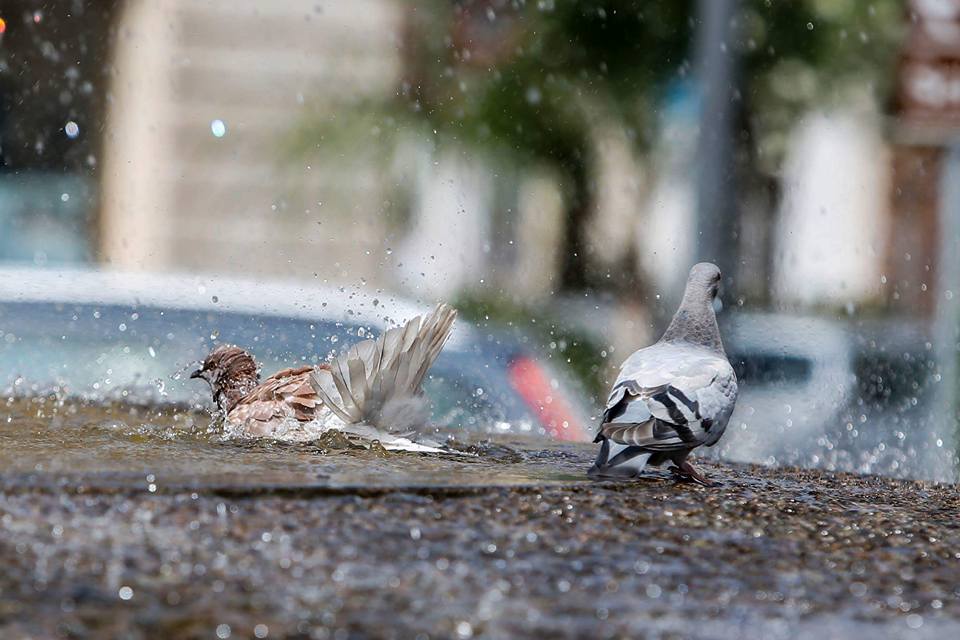 Allontanamento volatili