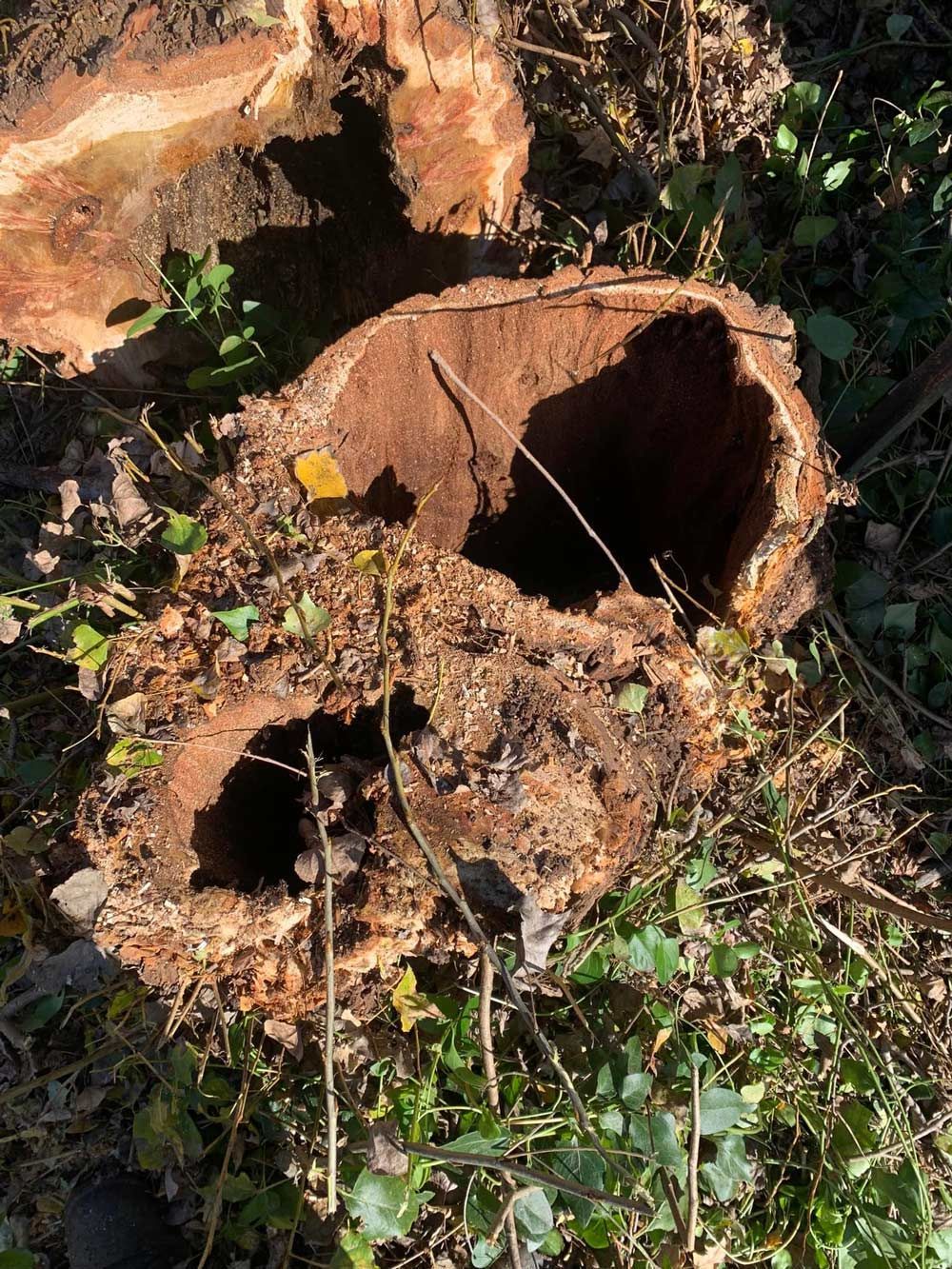 A Hollowed-out Tree Stump, Brown Inside — Riverina Tree Fellas in Gobbagombalin, NSW