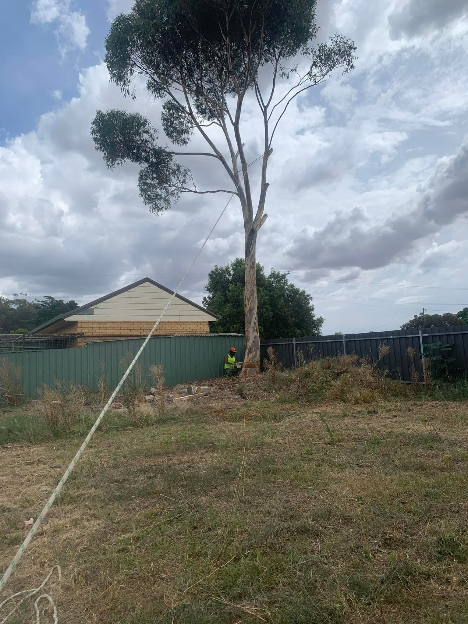A Person in Safety Gear Working on a Tall Tree in a Yard — Riverina Tree Fellas in Gobbagombalin, NSW