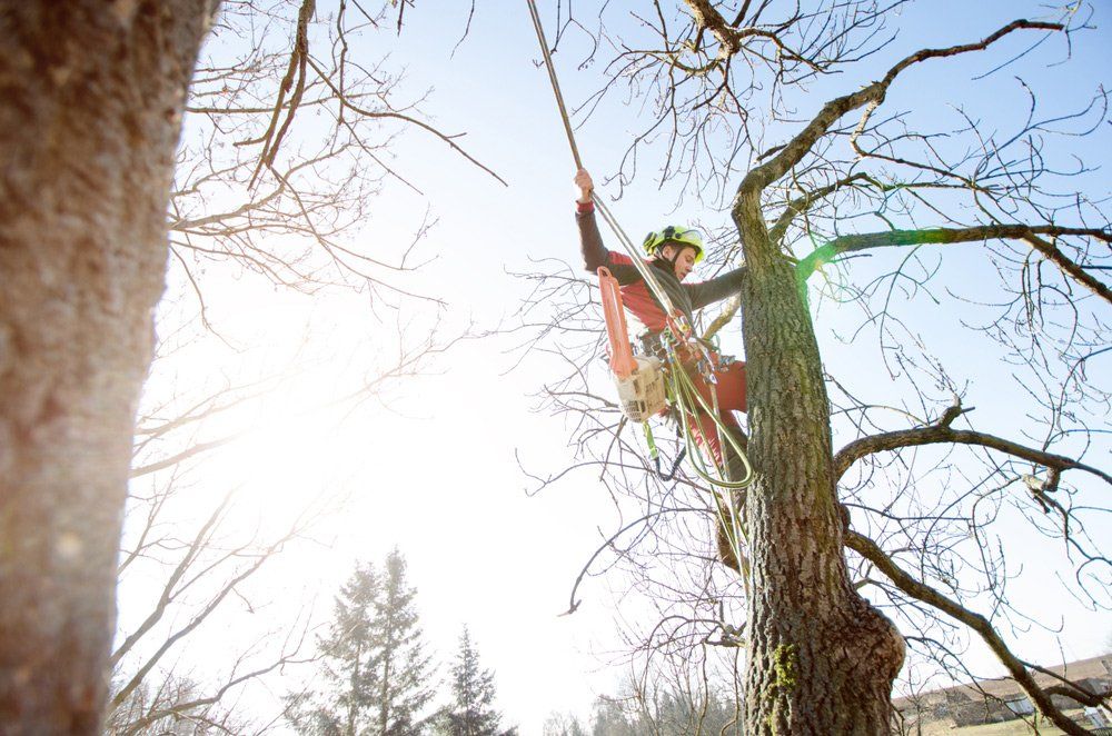 A man is climbing a tree with a chainsaw.