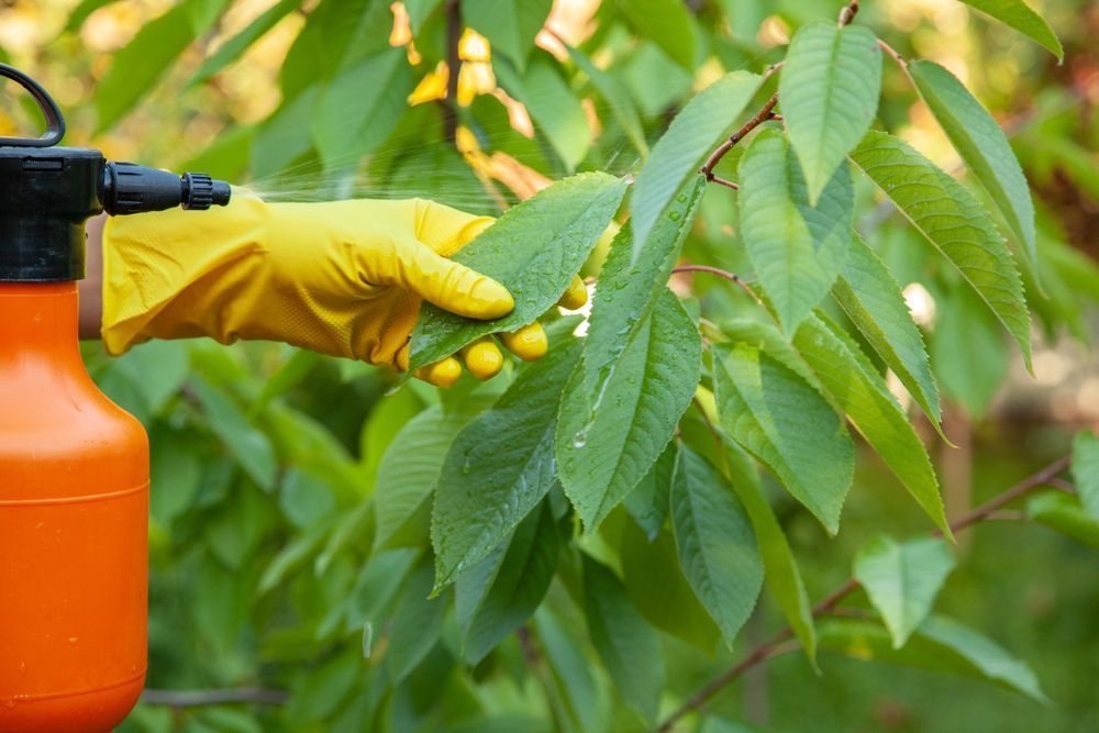 Person Wearing Yellow Gloves Sprays a Cherry Tree — Riverina Tree Fellas in Gobbagombalin, NSW