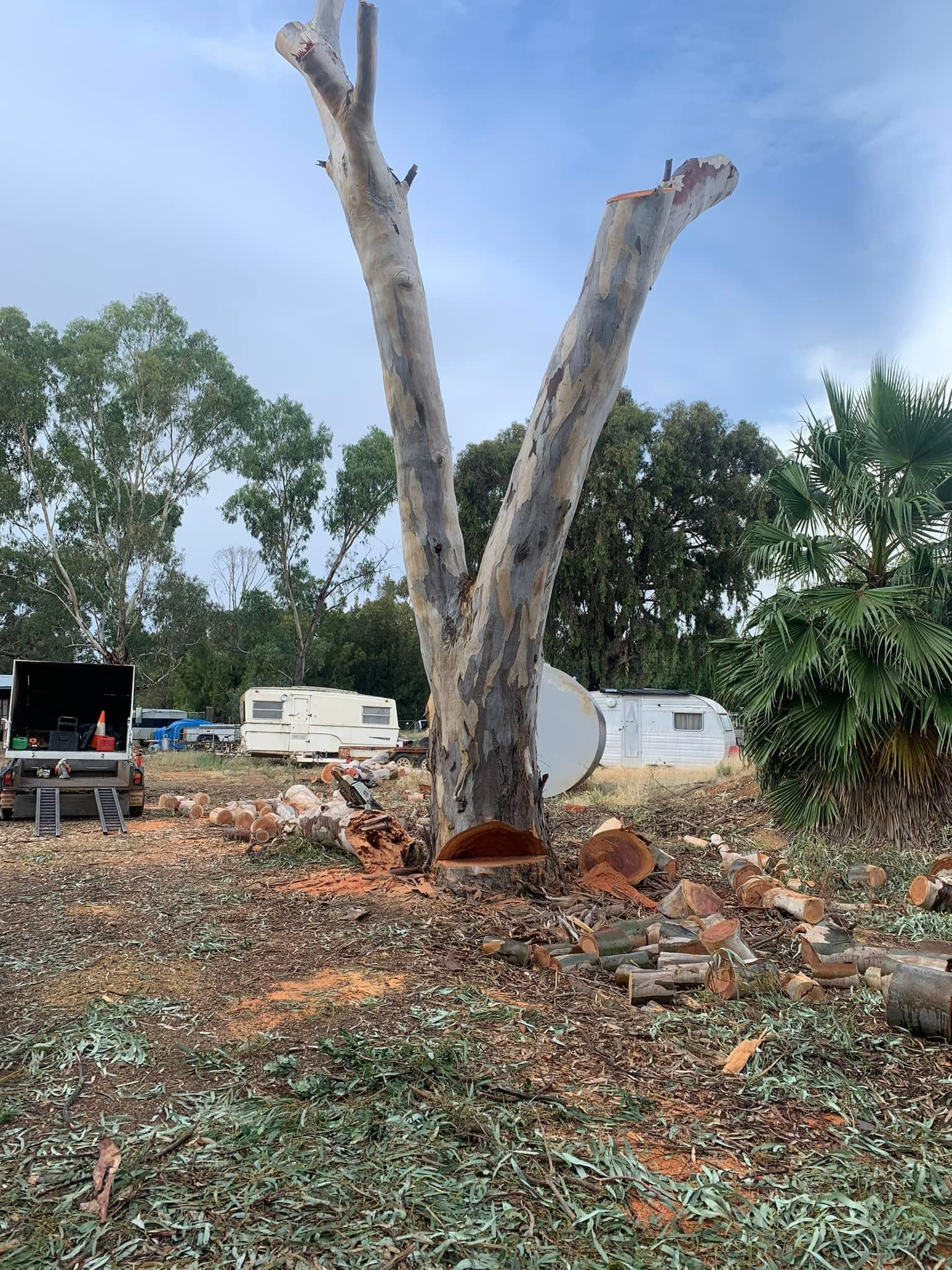 Partially Cut Tree — Riverina Tree Fellas In Tumut, NSW