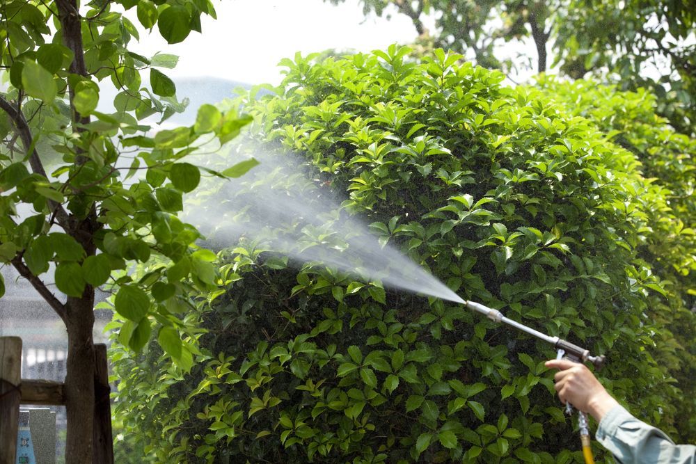 Person Spraying a Large Green Bush With a Hose — Riverina Tree Fellas in Gobbagombalin, NSW