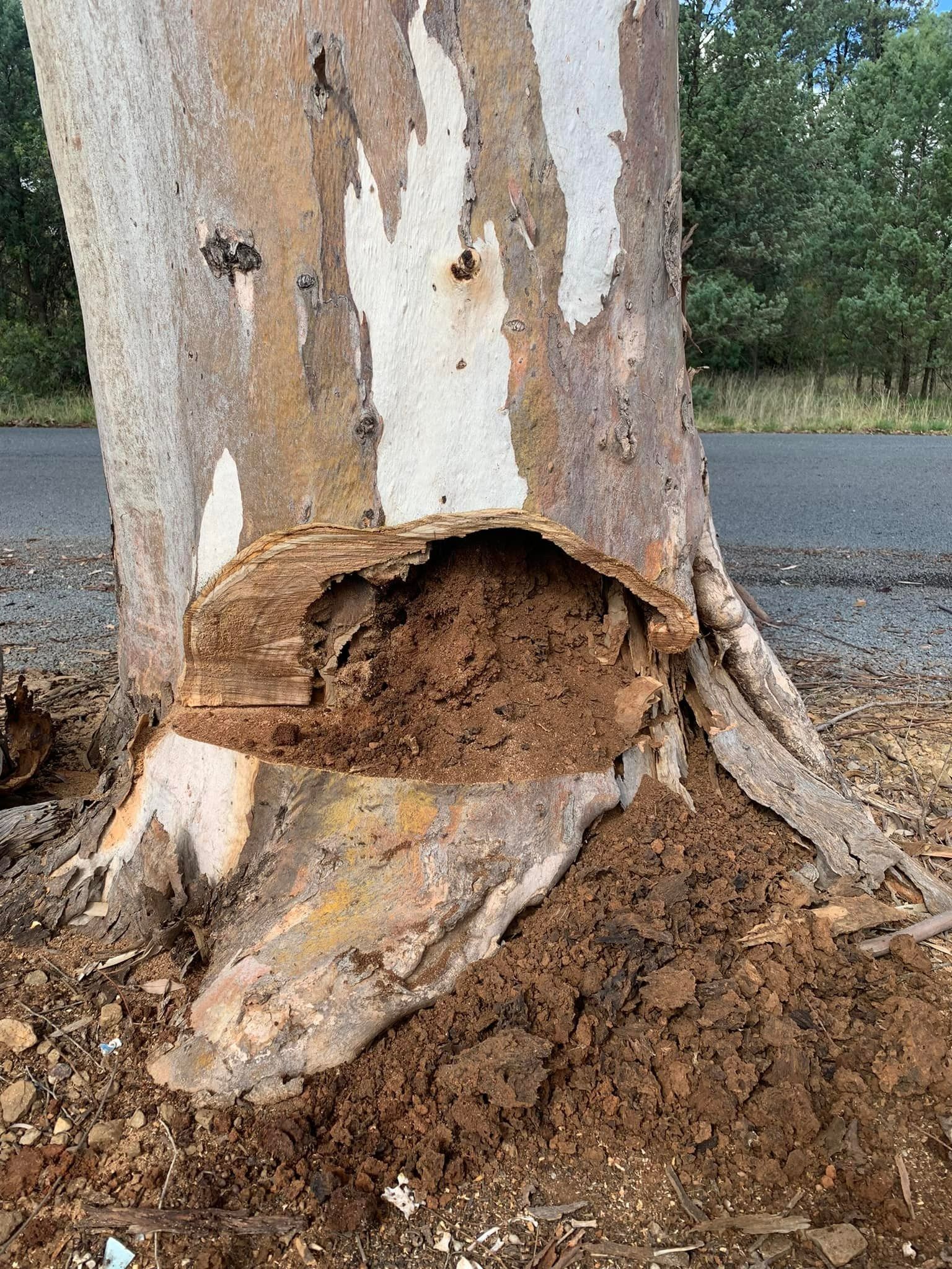 Base of a Tree With a Large Termite Nest — Riverina Tree Fellas in Gobbagombalin, NSW