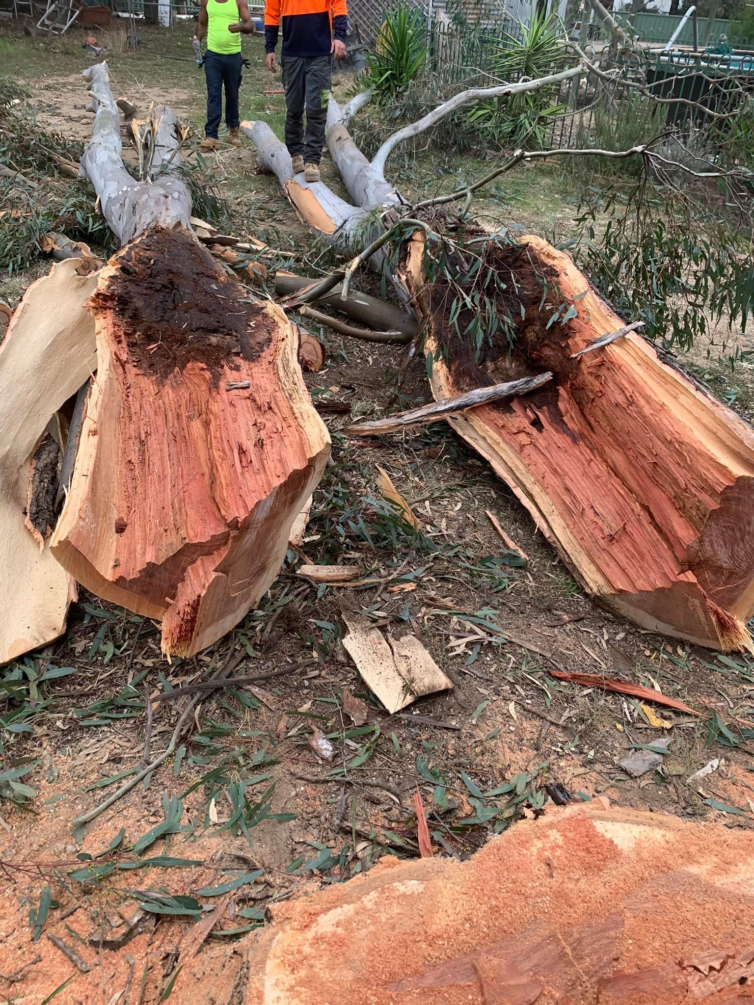 Fallen Tree Removal — Tree Removal in Wagga Wagga NSW