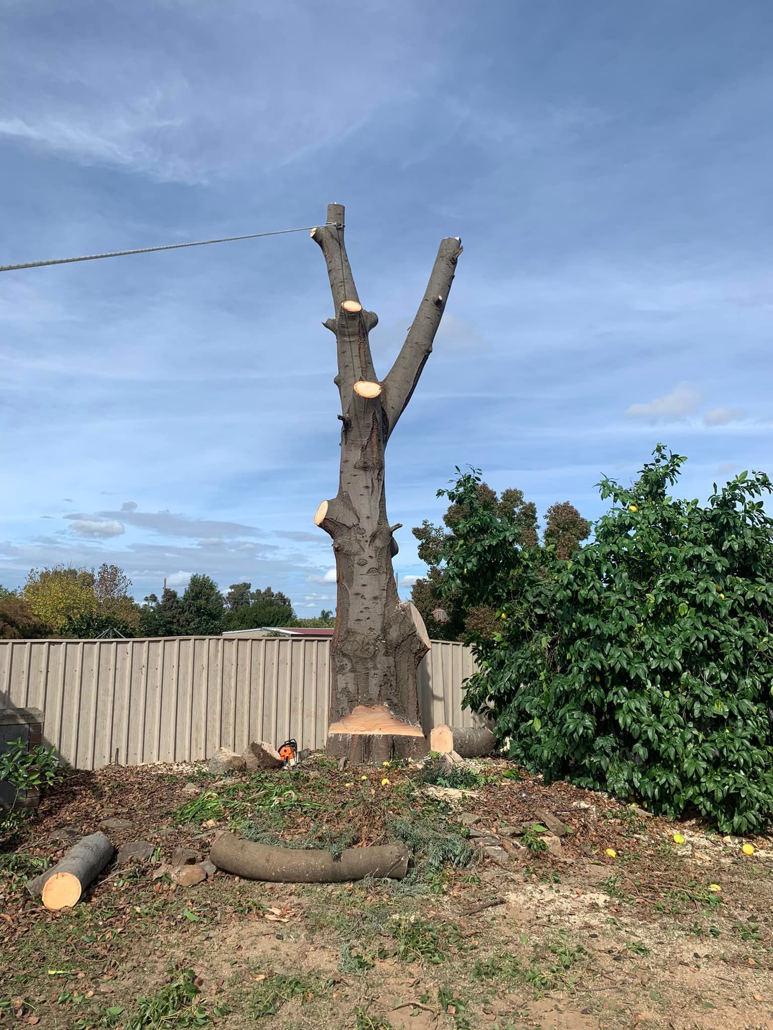 Tree trunk partially cut, with branches removed. Brown, leafy debris on the ground; chain saw at the base. Overcast sky. — Riverina Tree Fellas In Cootamundra, NSW