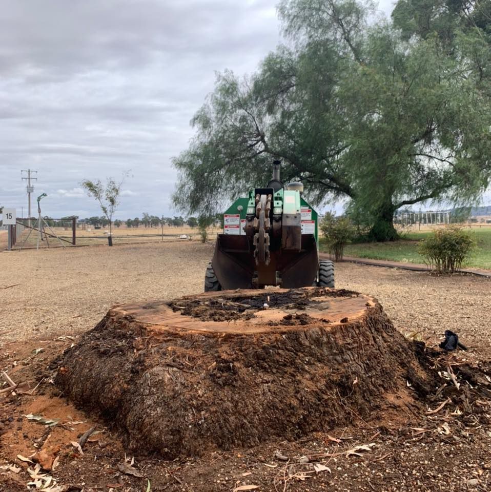 A large tree stump in a field with a stump grinder preparing to remove it. Overcast day. — Riverina Tree Fellas in Cootamundra, NSW