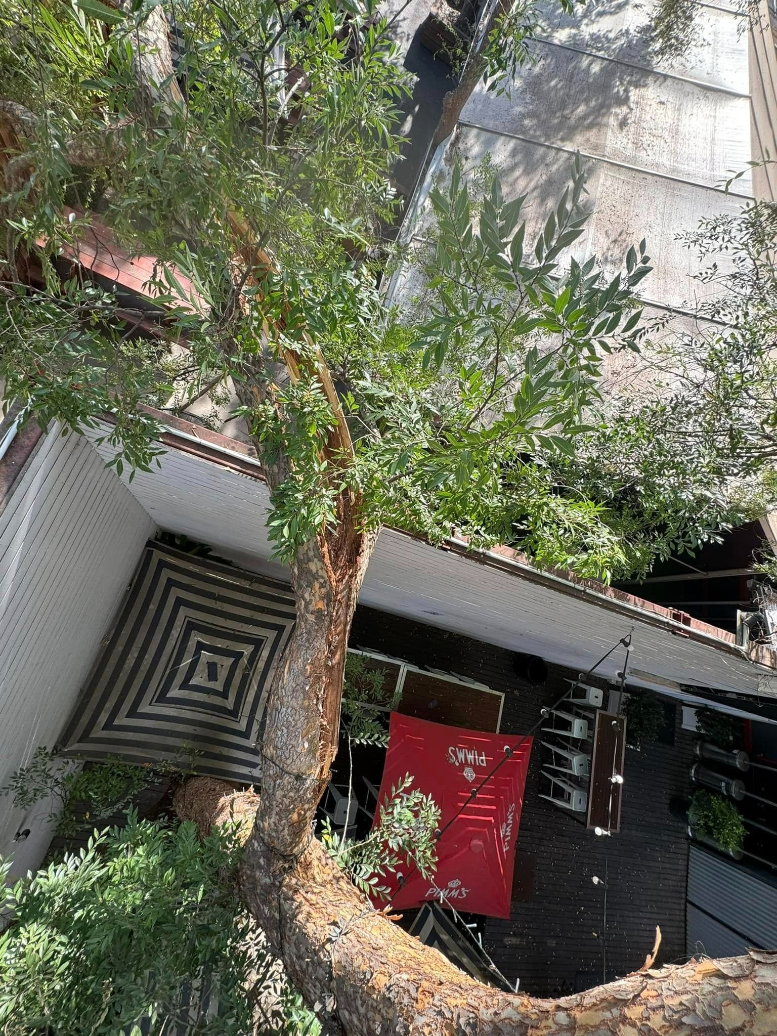 Tree Growing Beside a Building With a Red Decoration — Riverina Tree Fellas In Narrandera, NSW