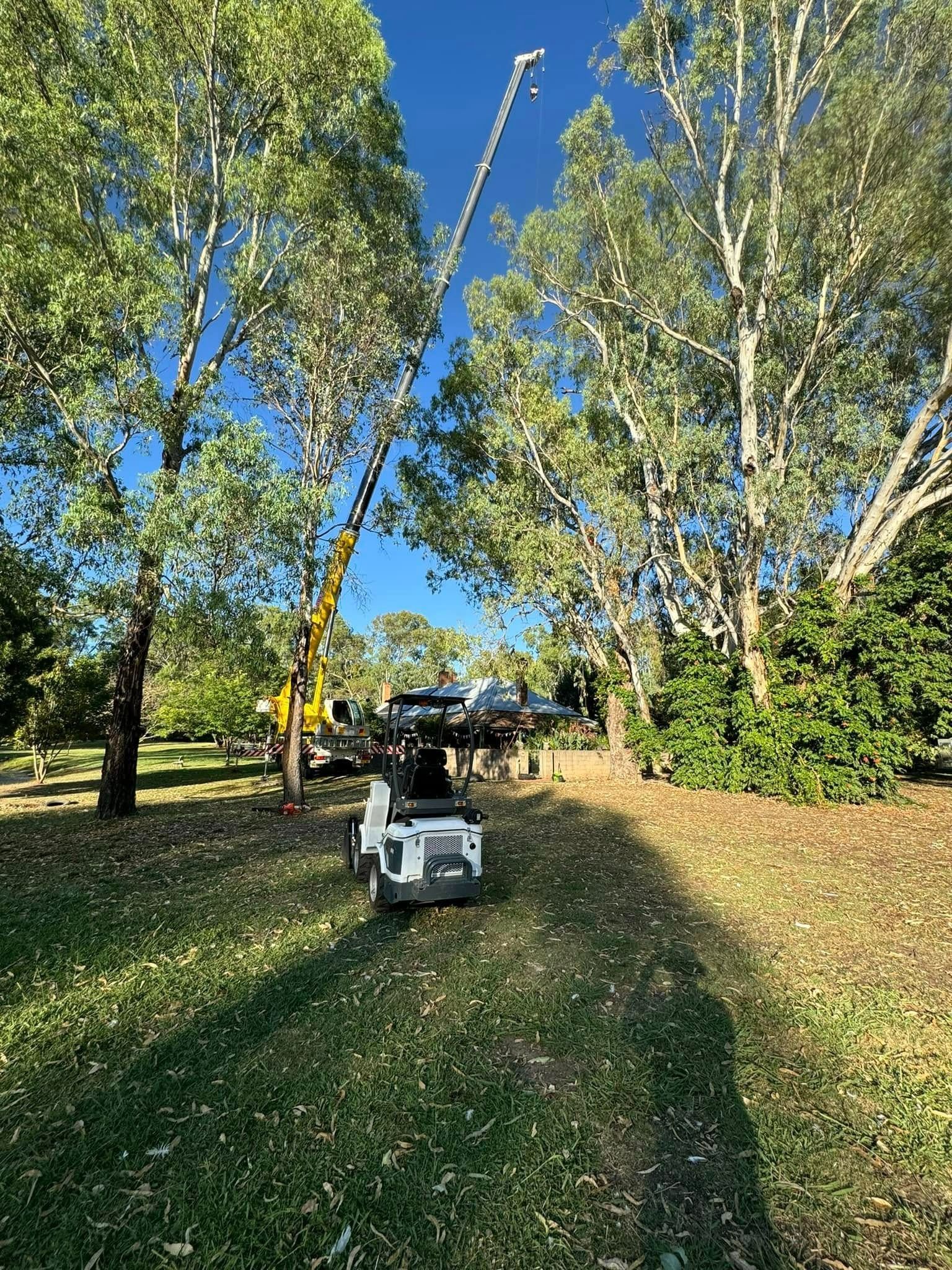 A tree service using a lift truck to trim a tall tree in a park setting on a sunny day. — Riverina Tree Fellas in Gobbagombalin, NSW