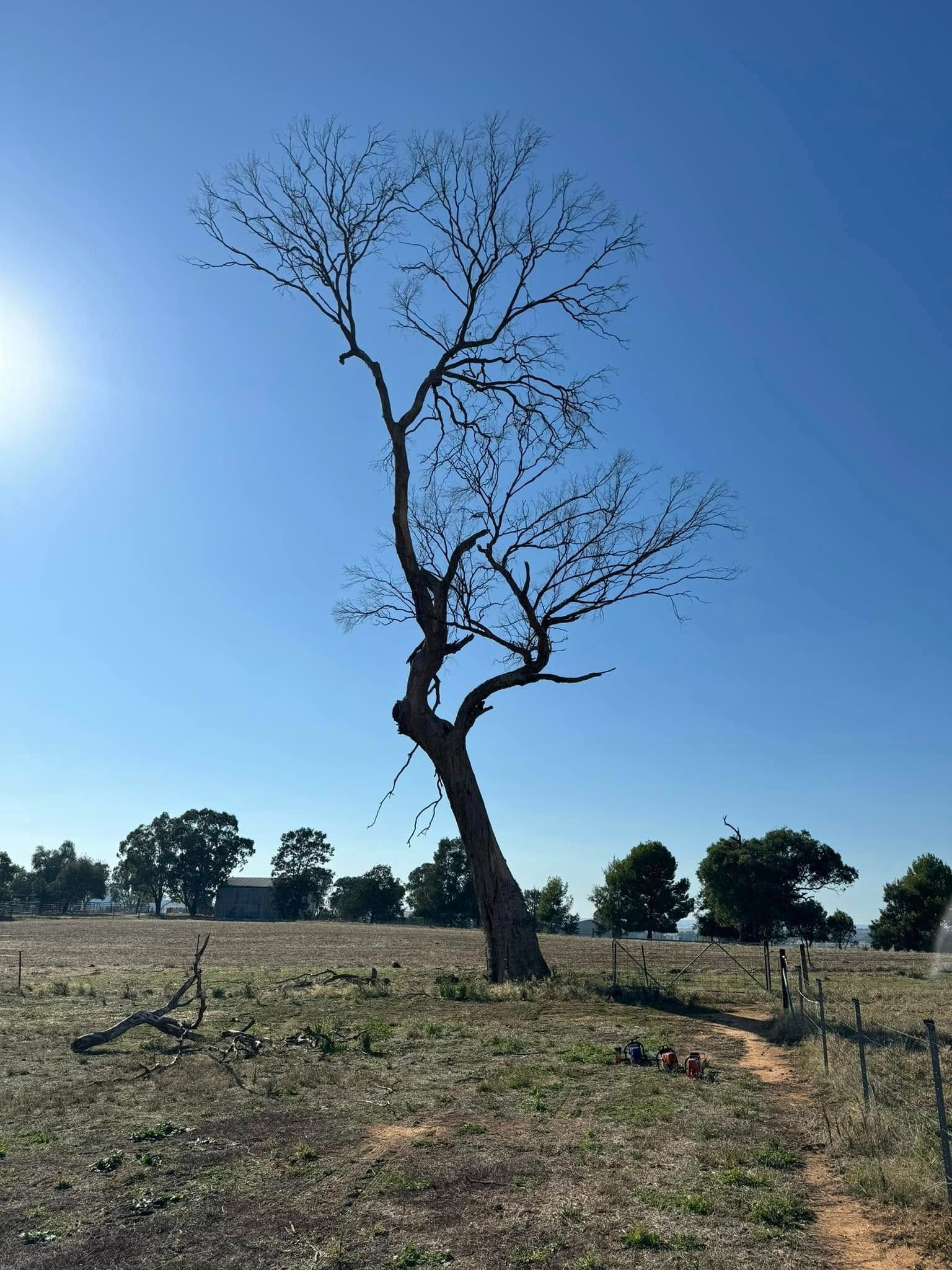 Bare tree against a bright blue sky, field in the foreground, other trees in the distance. — Riverina Tree Fellas in Gobbagombalin, NSW