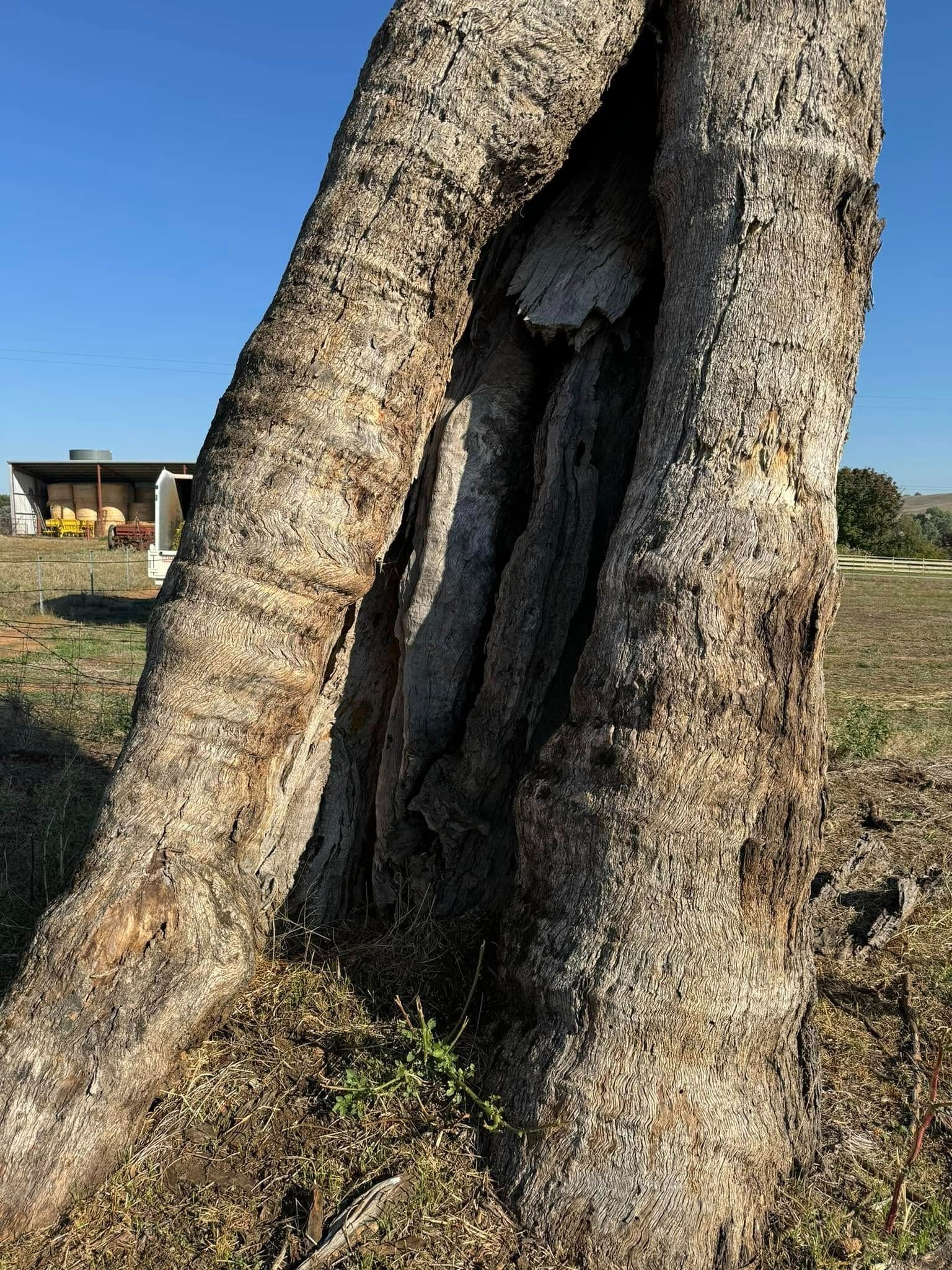 Large Tree Trunk With a Deep Split — Riverina Tree Fellas In West Wyalong, NSW