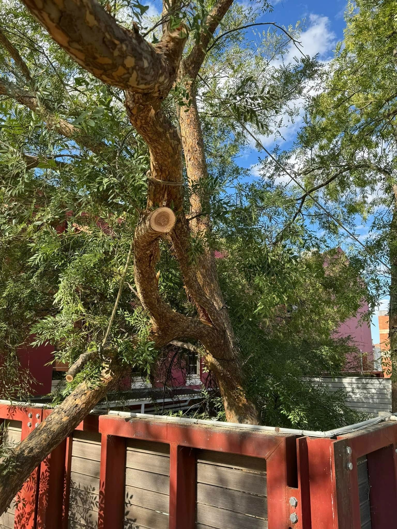 Curved Tree Trunk With Rough Bark — Riverina Tree Fellas In West Wyalong, NSW