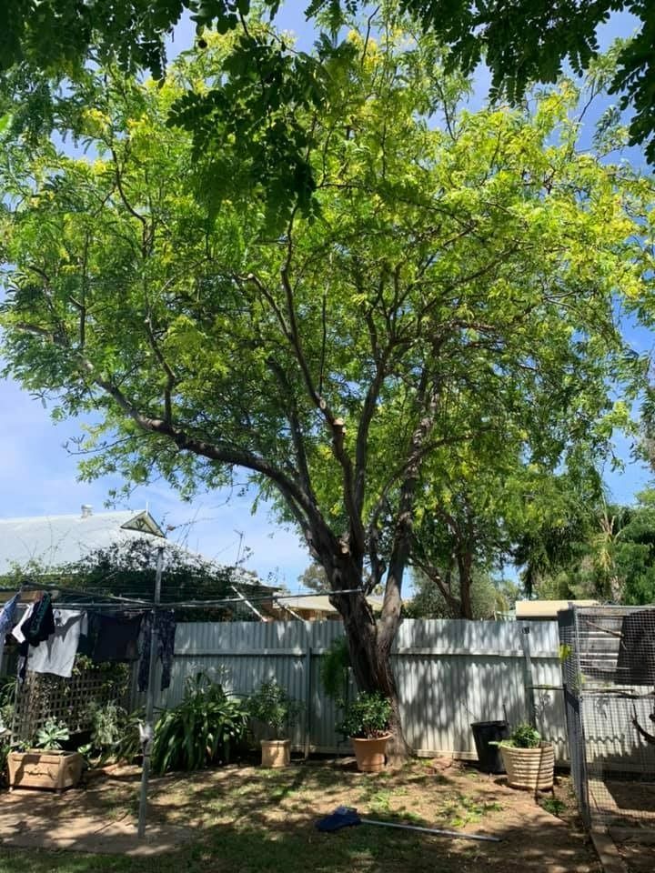 Large Tree in a Backyard With a Corrugated Fence — Riverina Tree Fellas In Narrandera, NSW