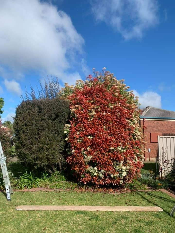 A Shrub With Reddish-brown Leaves and White Flowers — Riverina Tree Fellas In West Wyalong, NSW