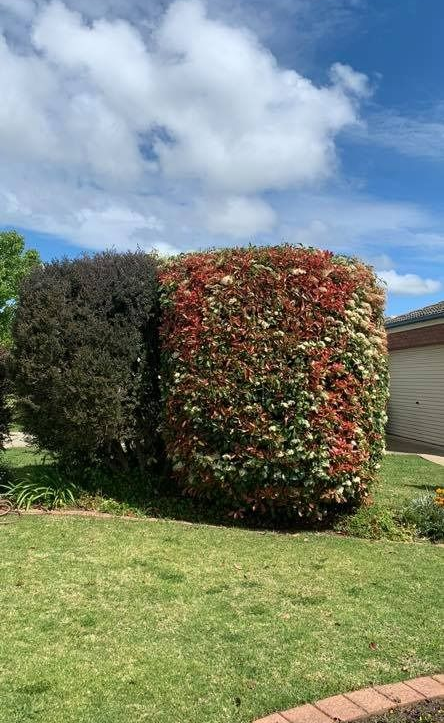 Green and Red Leafed Bush — Riverina Tree Fellas In Cootamundra, NSW