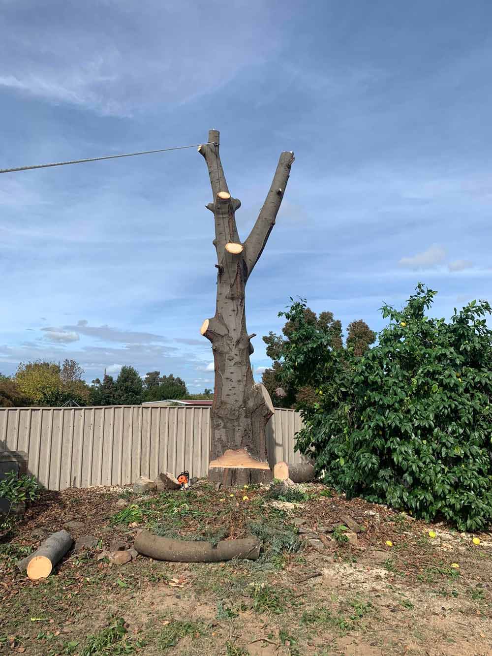 After Tree Lopping — Arborist in Wagga Wagga NSW
