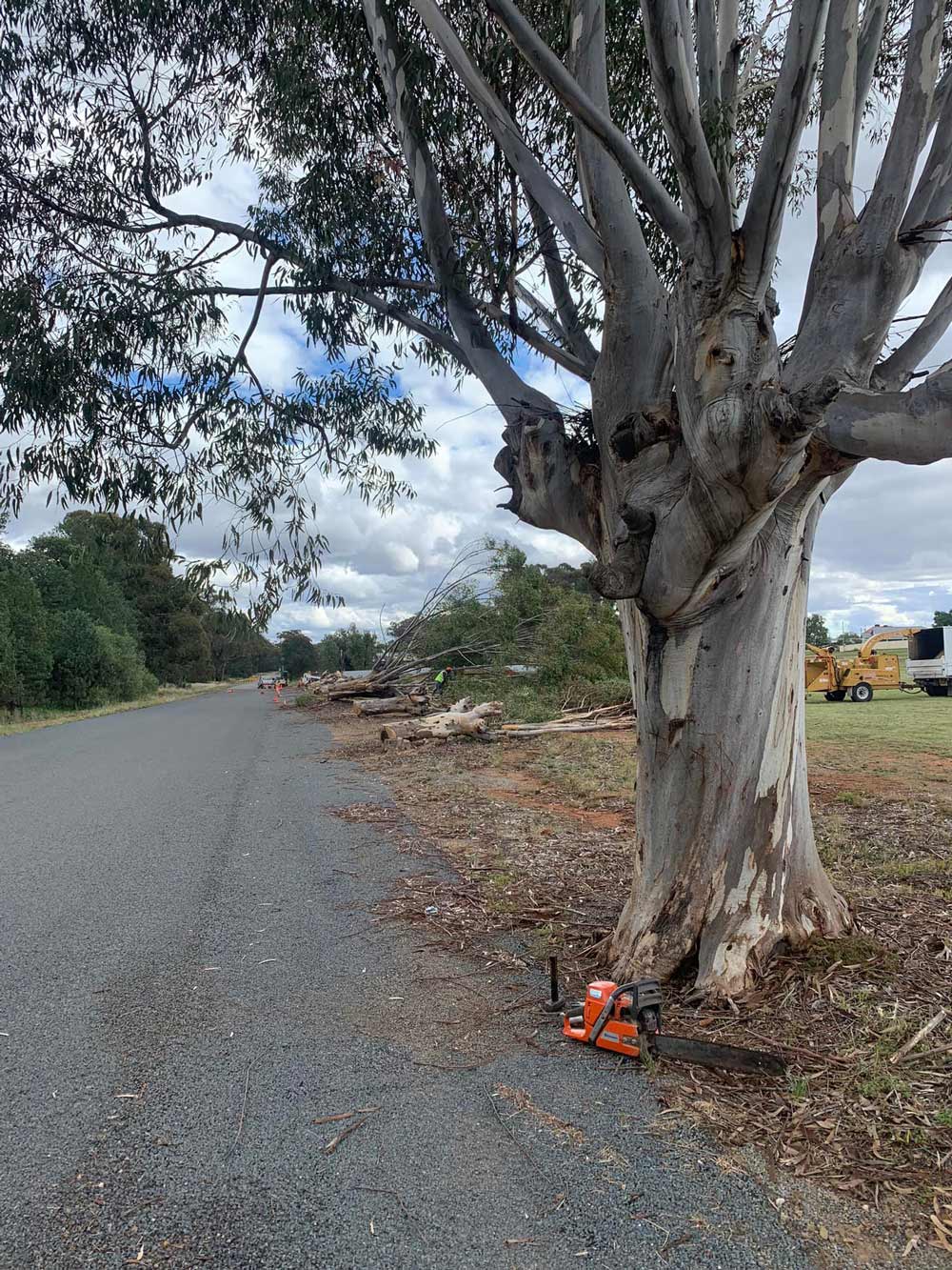 Tree at Public Road — Arborist in Wagga Wagga NSW