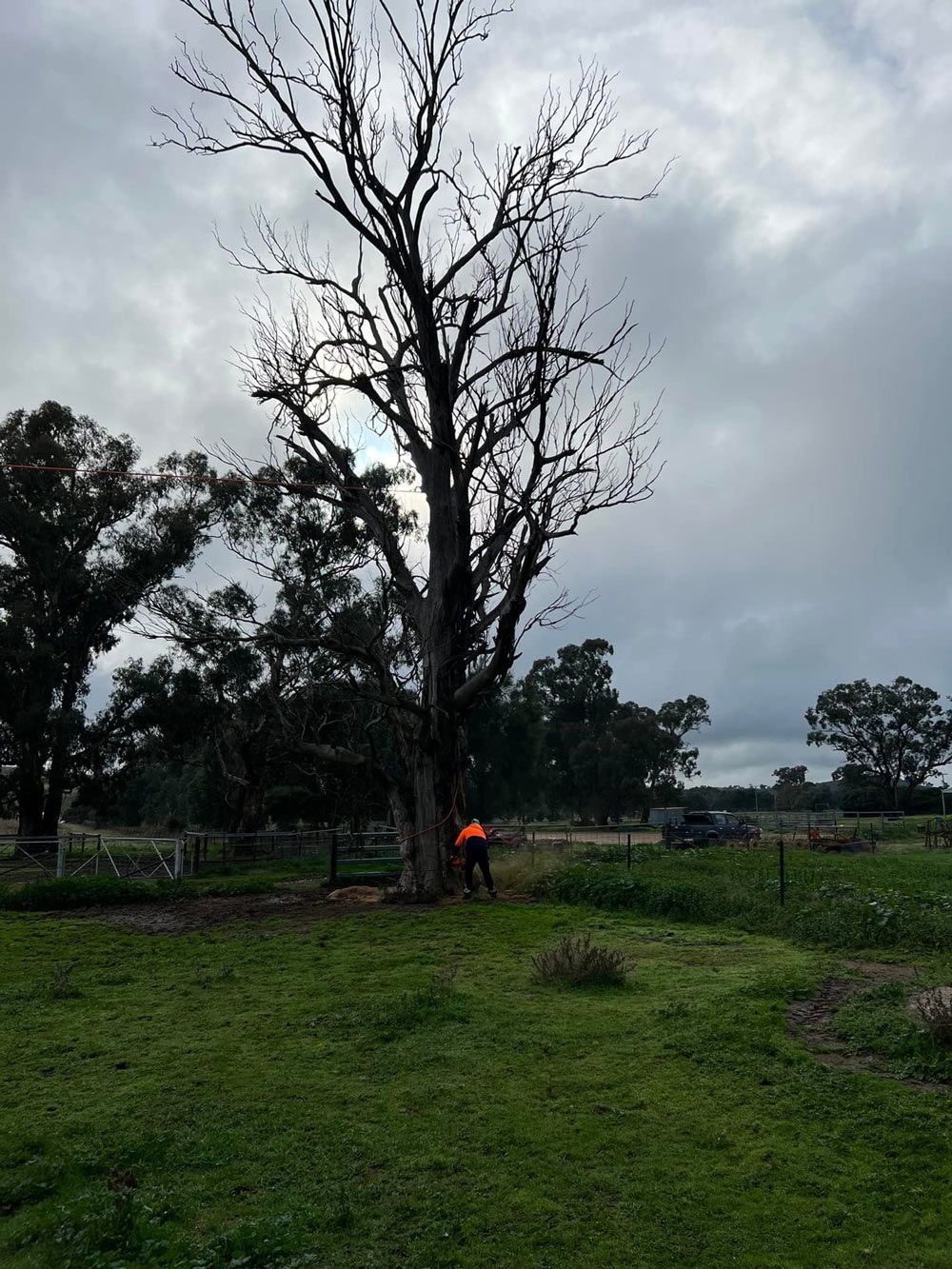 Old Tree at the Forest — Arborist in Wagga Wagga NSW