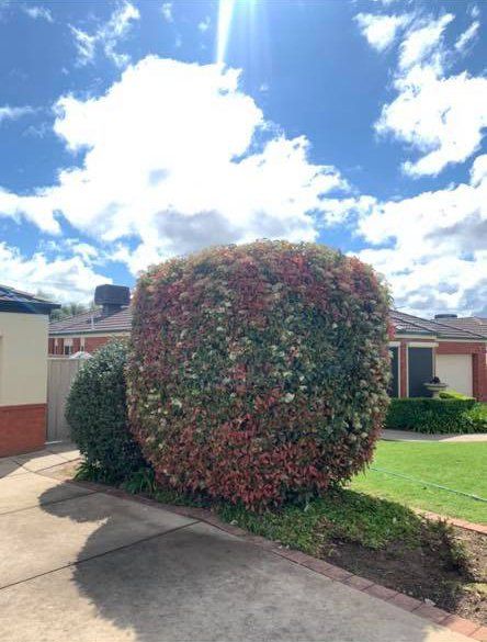 Residential Tree Pruning — Arborist in Wagga Wagga NSW