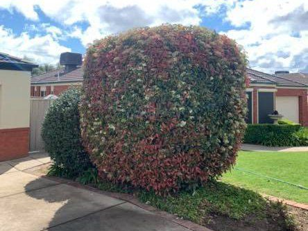A colourful bush with red foliage and white flowers next to a dark green bush in a yard. — Riverina Tree Fellas in Gobbagombalin, NSW