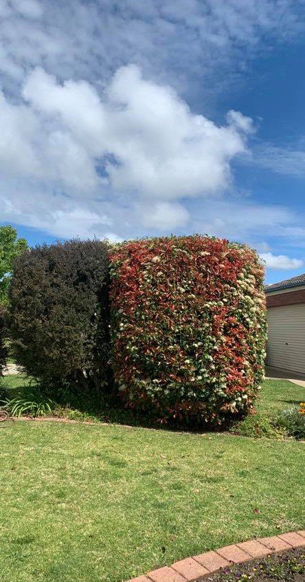Bush at the Backyard — Arborist in Wagga Wagga NSW