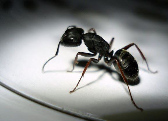 Types Of Ants That Bite Humans