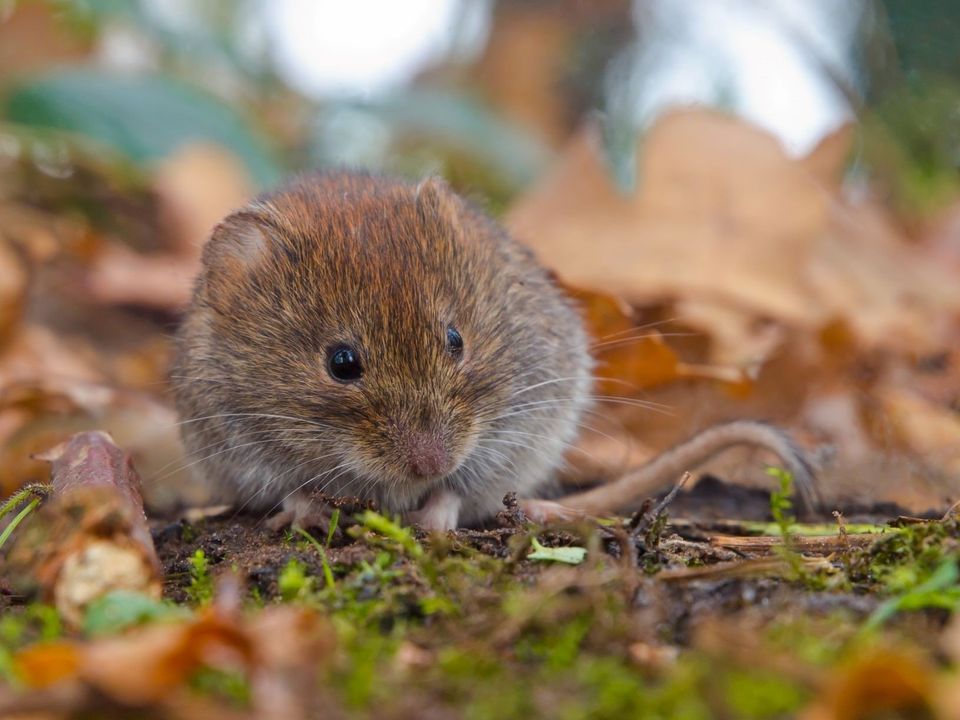 5 Tips to Manage Voles Around Your Home