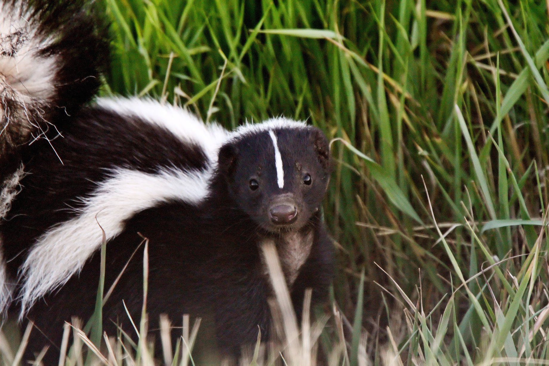 Interesting Facts About Skunk