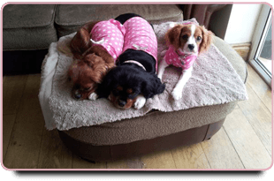 If you're going on holiday and need a dog kennel in Pontefract call Hollys Paws Dog groomer