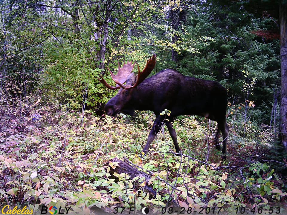 A moose is walking through a lush green forest