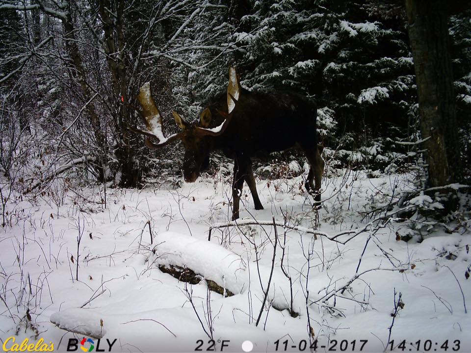 A moose is standing in the snow with the date 11-04-2017