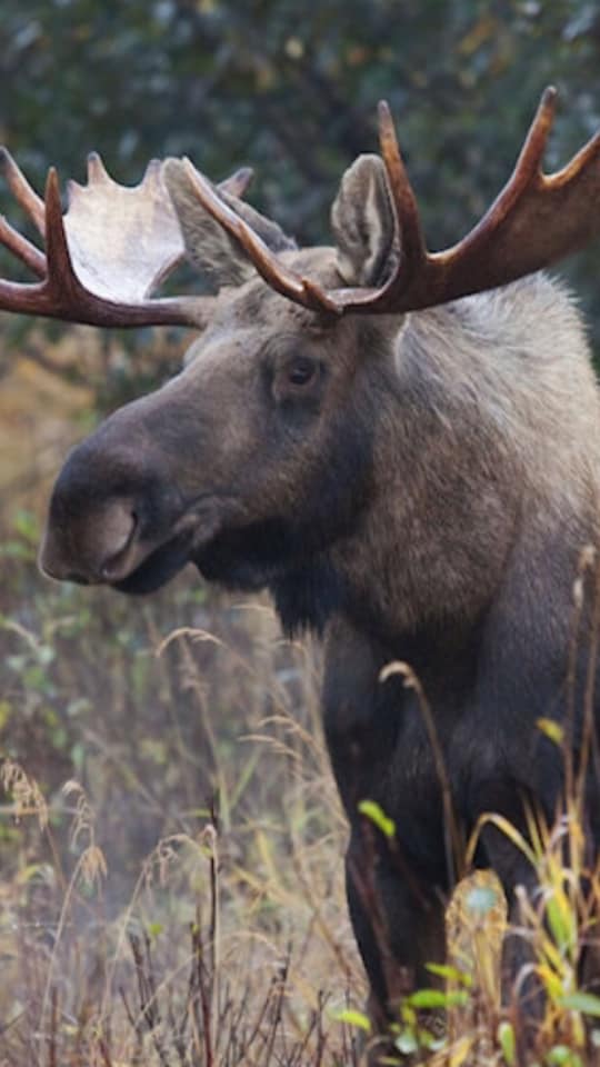 A moose with antlers is standing in a field of tall grass.