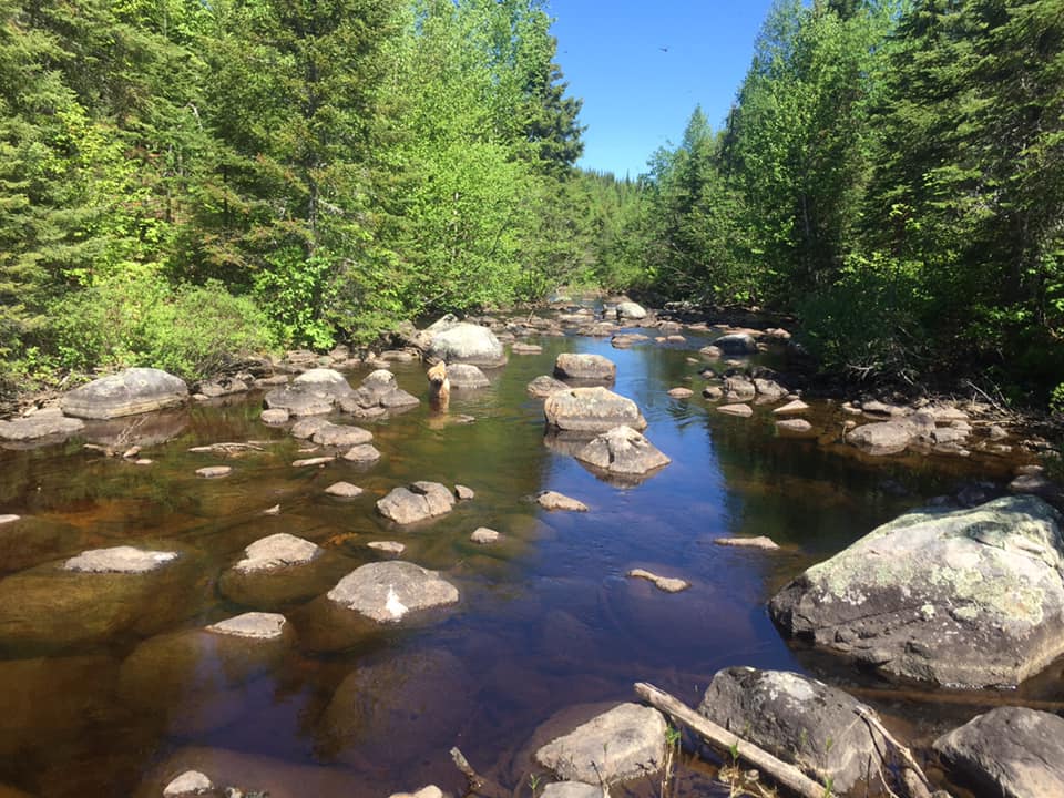 A river surrounded by trees and rocks in the middle of a forest.