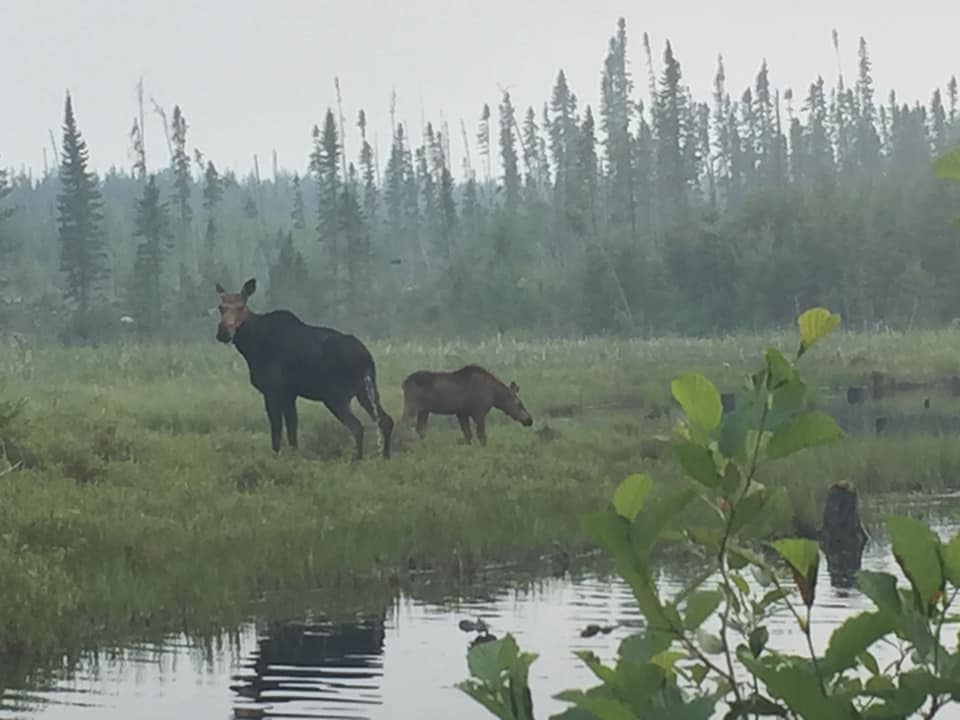 Two moose are standing in a grassy field next to a body of water.