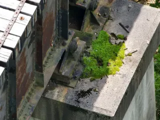 A piece of concrete with moss growing on it