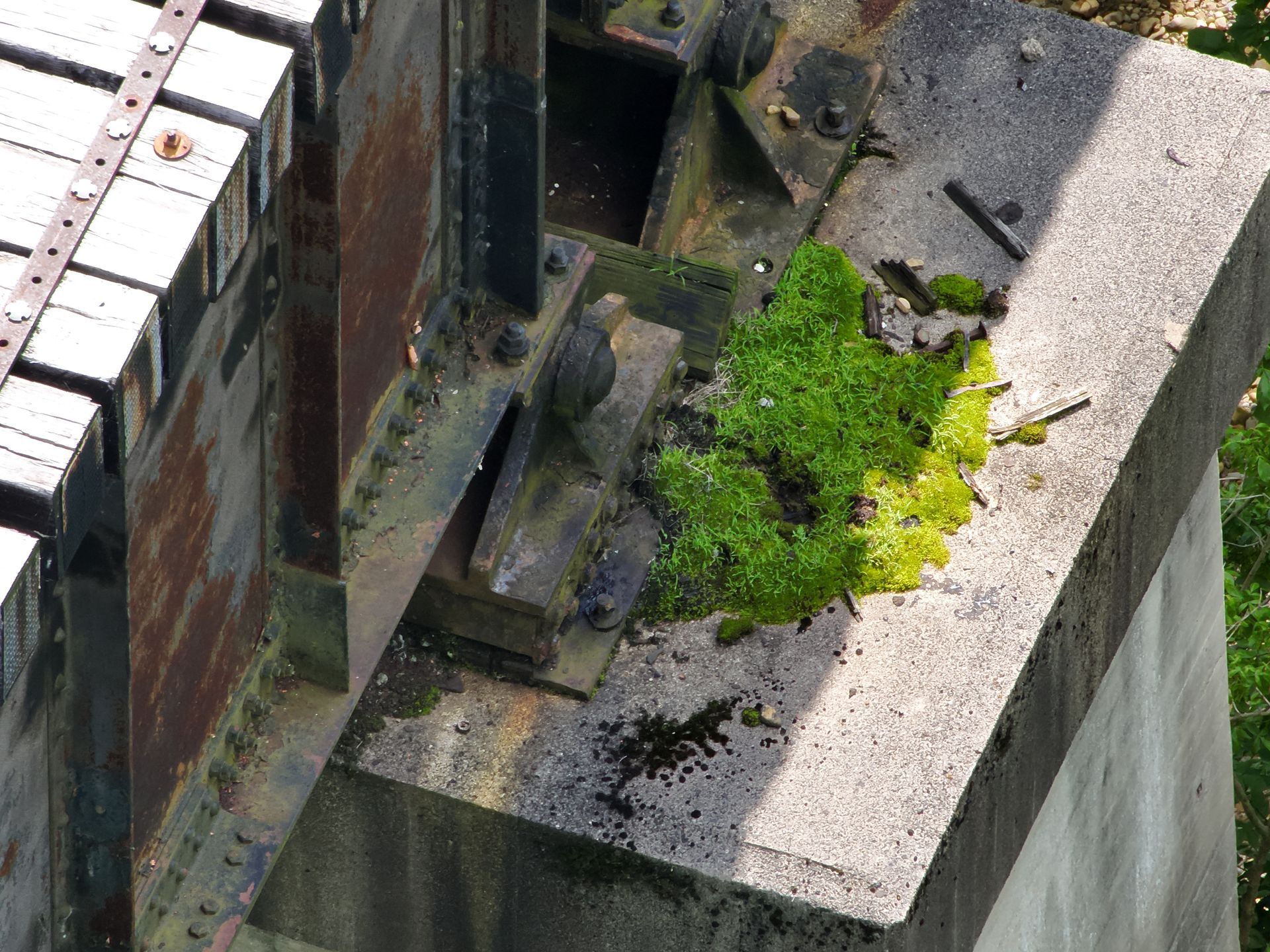 Moss is growing on the side of a building